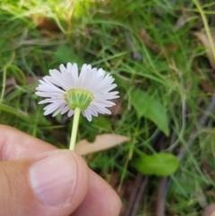 Brachyscome graminea (Grass Daisy) at Mt Holland - 27 Jan 2023 by danswell