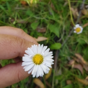 Brachyscome graminea at Tinderry, NSW - 27 Jan 2023