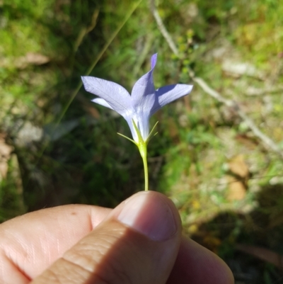 Wahlenbergia capillaris (Tufted Bluebell) at Mt Holland - 27 Jan 2023 by danswell