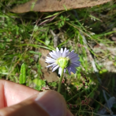 Brachyscome decipiens (Field Daisy) at Mt Holland - 27 Jan 2023 by danswell