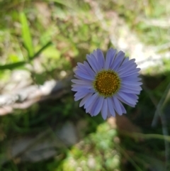 Brachyscome decipiens at Tinderry, NSW - 27 Jan 2023