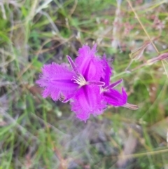 Thysanotus tuberosus subsp. tuberosus (Common Fringe-lily) at Mt Holland - 27 Jan 2023 by danswell