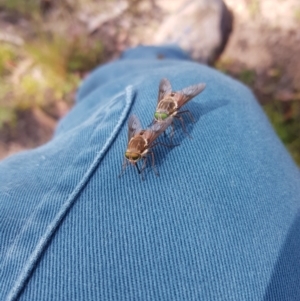 Copidapha maculiventris at Tinderry, NSW - 27 Jan 2023