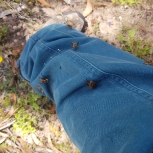 Copidapha maculiventris at Tinderry, NSW - 27 Jan 2023