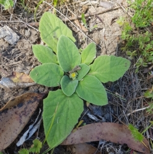 Cymbonotus sp. (preissianus or lawsonianus) at Tinderry, NSW - 27 Jan 2023