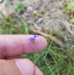 Wahlenbergia gracilis (Australian Bluebell) at Mt Holland - 27 Jan 2023 by danswell