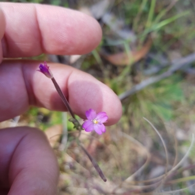 Epilobium billardiereanum (Willowherb) at Mt Holland - 27 Jan 2023 by danswell