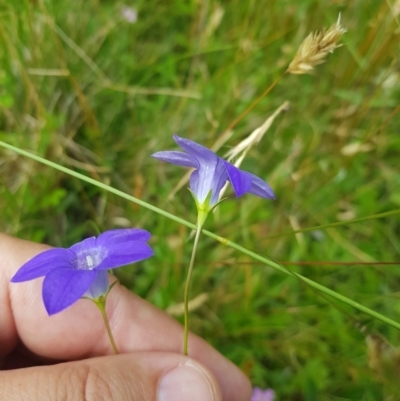 Wahlenbergia stricta subsp. stricta (Tall Bluebell) at Mt Holland - 27 Jan 2023 by danswell