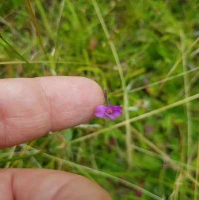 Epilobium billardiereanum (Willowherb) at Mt Holland - 27 Jan 2023 by danswell