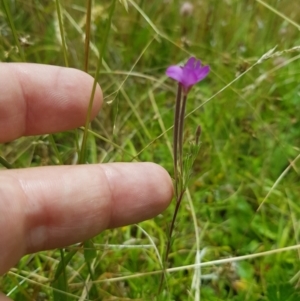 Epilobium billardiereanum at Tinderry, NSW - 27 Jan 2023