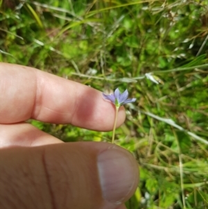 Wahlenbergia multicaulis at Tinderry, NSW - 27 Jan 2023 01:54 PM