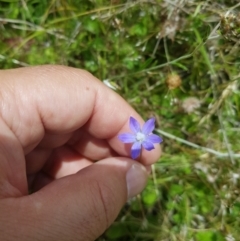 Wahlenbergia multicaulis at Tinderry, NSW - 27 Jan 2023 01:54 PM