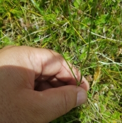 Wahlenbergia multicaulis at Tinderry, NSW - 27 Jan 2023 01:54 PM