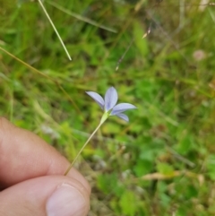 Wahlenbergia gracilis (Australian Bluebell) at Mt Holland - 27 Jan 2023 by danswell