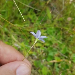 Wahlenbergia gracilis at Tinderry, NSW - 27 Jan 2023 01:52 PM