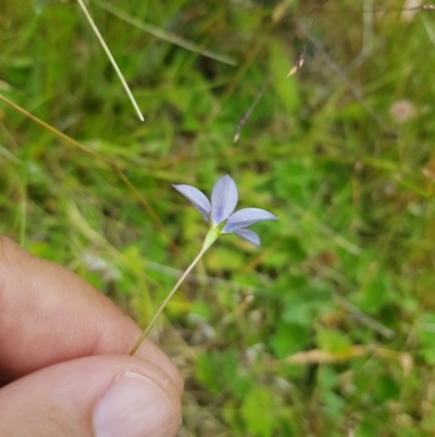 Wahlenbergia gracilis (Australian Bluebell) at Mt Holland - 27 Jan 2023 by danswell