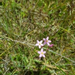 Centaurium sp. (Centaury) at Mt Holland - 27 Jan 2023 by danswell