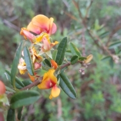 Podolobium alpestre (Shaggy Alpine Pea) at Mt Holland - 27 Jan 2023 by danswell