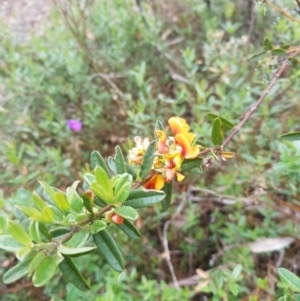 Podolobium alpestre at Tinderry, NSW - 27 Jan 2023