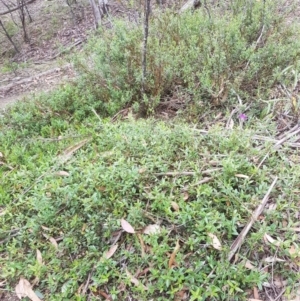 Podolobium alpestre at Tinderry, NSW - 27 Jan 2023