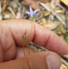 Wahlenbergia capillaris (Tufted Bluebell) at Mt Holland - 27 Jan 2023 by danswell