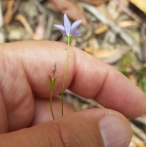 Wahlenbergia capillaris at Tinderry, NSW - 27 Jan 2023