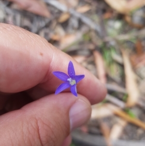 Wahlenbergia capillaris at Tinderry, NSW - 27 Jan 2023