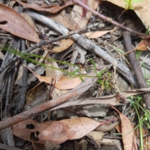 Wahlenbergia capillaris at Tinderry, NSW - 27 Jan 2023