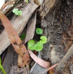 Dichondra repens (Kidney Weed) at Tinderry, NSW - 27 Jan 2023 by danswell