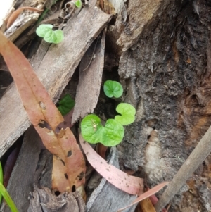 Dichondra repens at Tinderry, NSW - 27 Jan 2023 12:59 PM