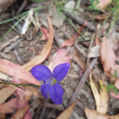 Wahlenbergia capillaris (Tufted Bluebell) at Tinderry, NSW - 27 Jan 2023 by danswell