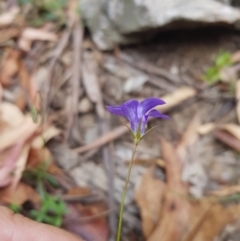 Wahlenbergia capillaris (Tufted Bluebell) at Mt Holland - 27 Jan 2023 by danswell