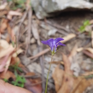 Wahlenbergia capillaris at Tinderry, NSW - 27 Jan 2023