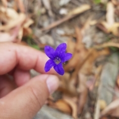 Wahlenbergia capillaris at Tinderry, NSW - 27 Jan 2023