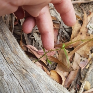 Wahlenbergia capillaris at Tinderry, NSW - 27 Jan 2023