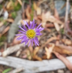 Brachyscome spathulata at Jerangle, NSW - 27 Jan 2023