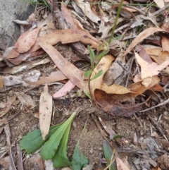 Brachyscome spathulata at Jerangle, NSW - 27 Jan 2023 12:45 PM