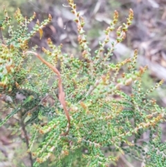 Bossiaea foliosa at Jerangle, NSW - 27 Jan 2023