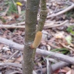 Banksia marginata (Silver Banksia) at Mt Holland - 27 Jan 2023 by danswell