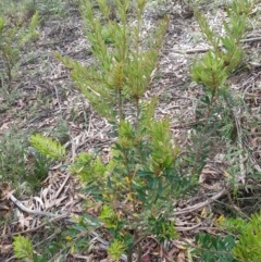 Banksia marginata at Tinderry, NSW - 27 Jan 2023