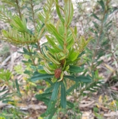 Banksia marginata at Tinderry, NSW - 27 Jan 2023