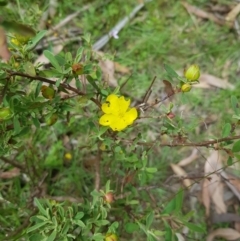 Hibbertia obtusifolia (Grey Guinea-flower) at Mt Holland - 27 Jan 2023 by danswell