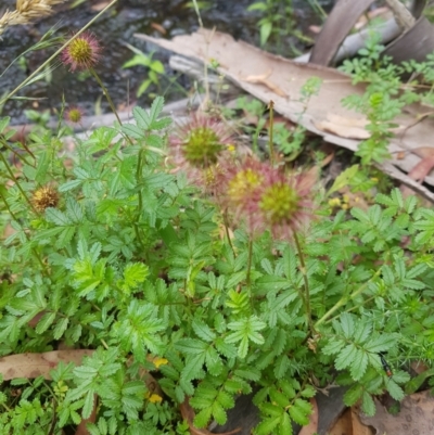 Acaena novae-zelandiae (Bidgee Widgee) at Tinderry, NSW - 27 Jan 2023 by danswell