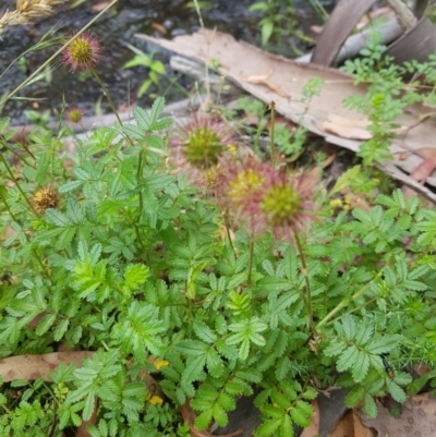 Acaena novae-zelandiae (Bidgee Widgee) at Mt Holland - 27 Jan 2023 by danswell