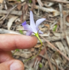 Wahlenbergia capillaris (Tufted Bluebell) at Mt Holland - 27 Jan 2023 by danswell