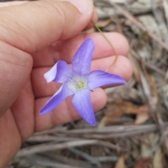 Wahlenbergia capillaris at Tinderry, NSW - 27 Jan 2023 12:11 PM