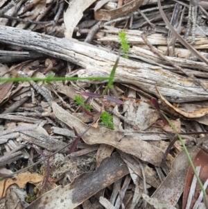 Wahlenbergia capillaris at Tinderry, NSW - 27 Jan 2023 12:11 PM