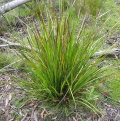 Lomandra longifolia (Spiny-headed Mat-rush, Honey Reed) at Mt Holland - 27 Jan 2023 by danswell