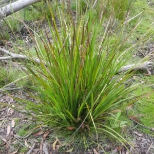 Lomandra longifolia at Tinderry, NSW - 27 Jan 2023 12:01 PM