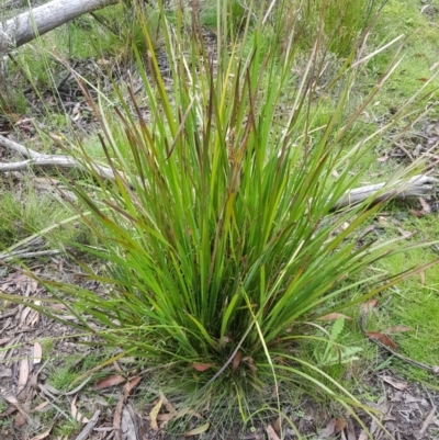 Lomandra longifolia (Spiny-headed Mat-rush, Honey Reed) at Mt Holland - 27 Jan 2023 by danswell